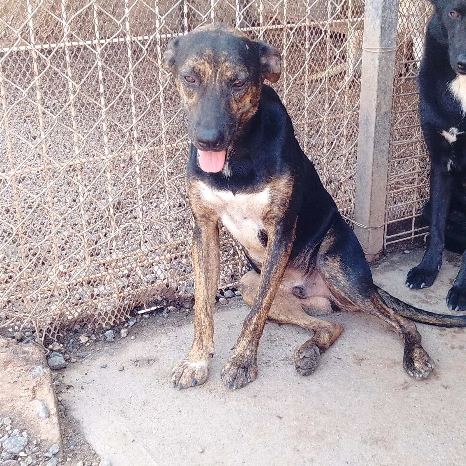 Luis, a Adoptable Mixed Breed in Las Jarretaderas, NAY image 2/6