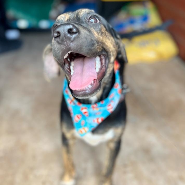 Luis, a Adoptable Mixed Breed in Las Jarretaderas, NAY image 6/6