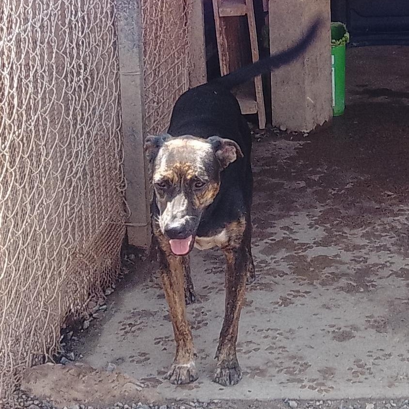 Enlarge Luis, a Adoptable Mixed Breed in Las Jarretaderas, NAY image 3/5