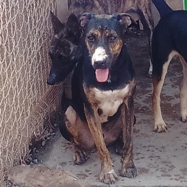 Luis, a Adoptable Mixed Breed in Las Jarretaderas, NAY image 3/6