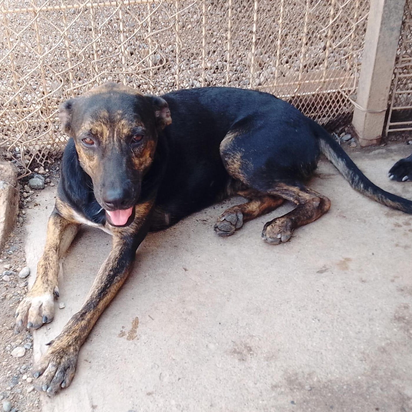 Enlarge Luis, a Adoptable Mixed Breed in Las Jarretaderas, NAY image 1/5