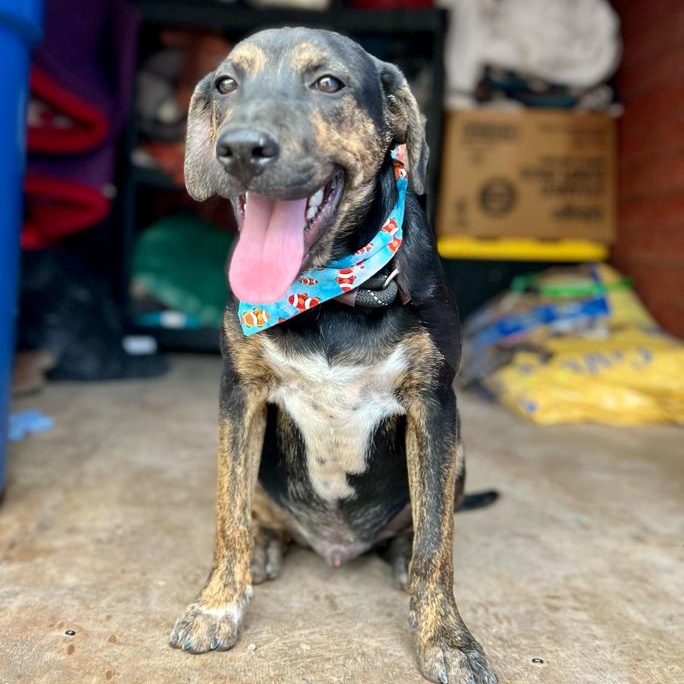 Luis, Young Male Mixed Breed
