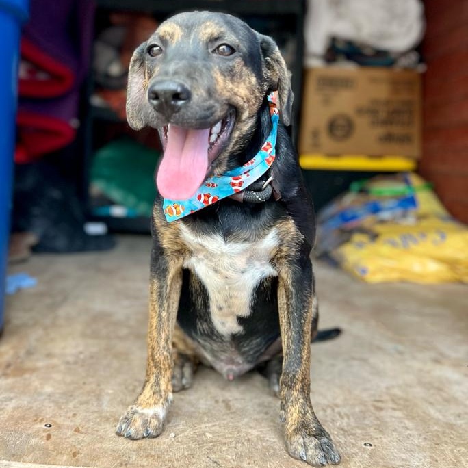 Luis, a Adoptable Mixed Breed in Las Jarretaderas, NAY image 5/6
