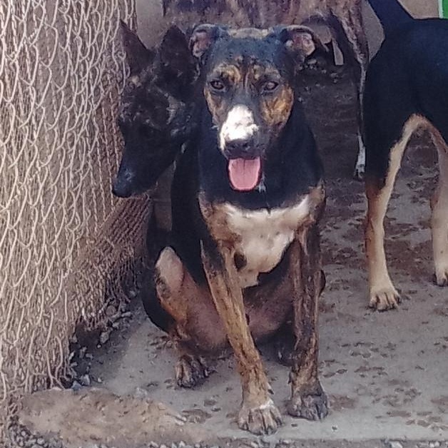 Enlarge Luis, a Adoptable Mixed Breed in Las Jarretaderas, NAY image 2/5