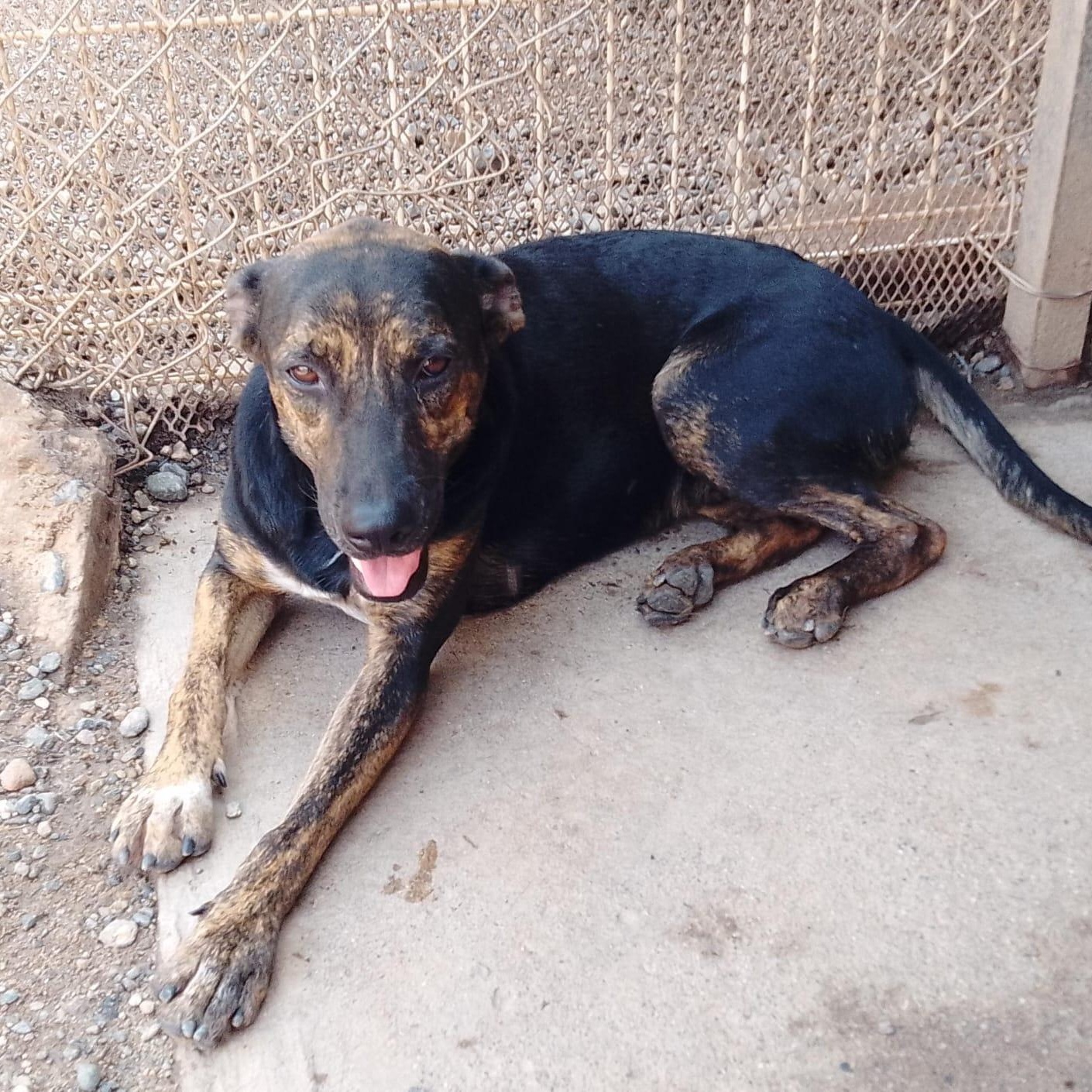 Luis, Adoptable, Adult Male Mixed Breed.