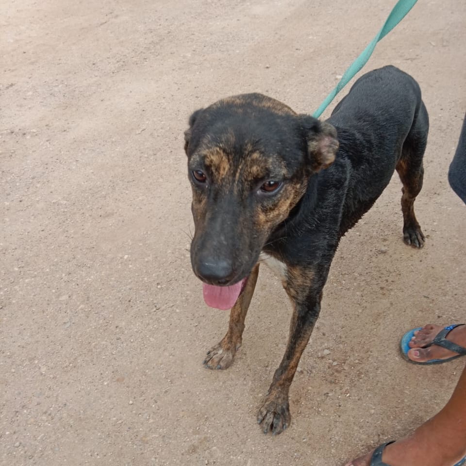 Luis, a Adoptable Mixed Breed in Las Jarretaderas, NAY image 4/6