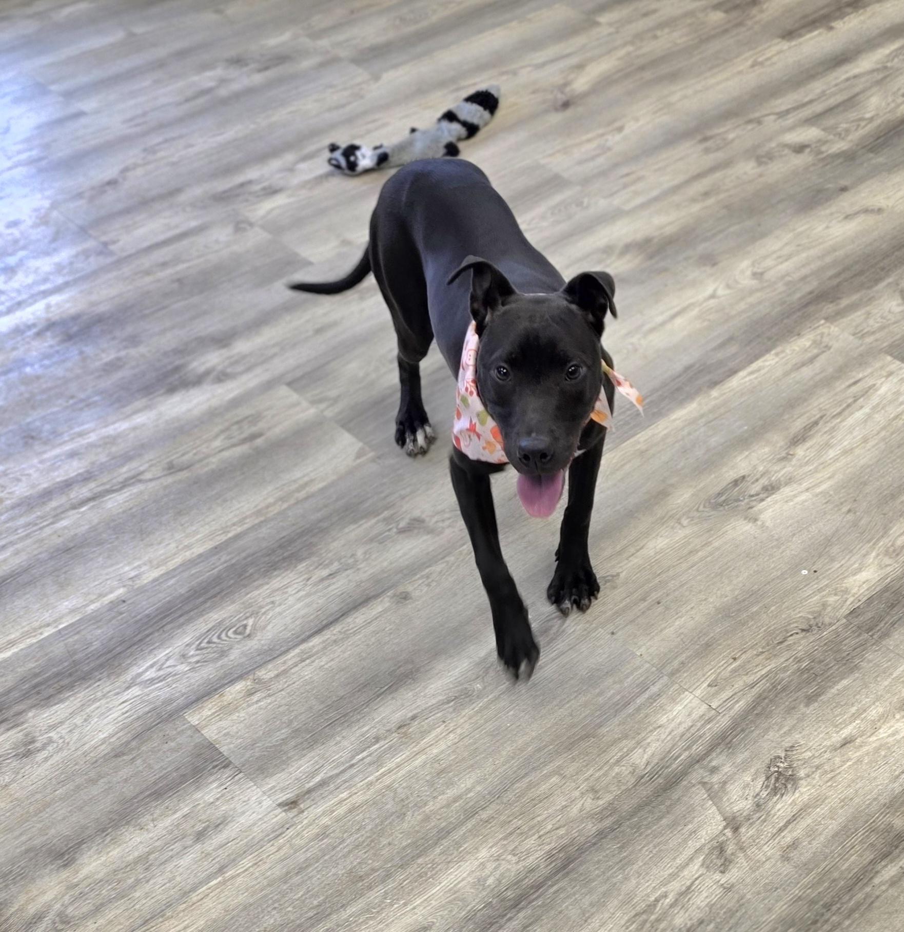 Enlarge Bonnie, a ADOPTABLE Mixed Breed in PHILADELPHIA, TN image 2/2