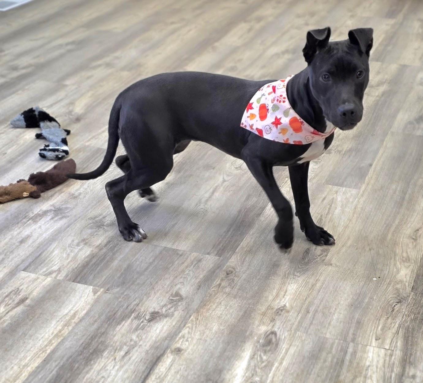 Bonnie, ADOPTABLE, Young Female Mixed Breed.