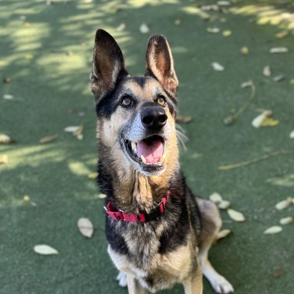 Zeus, Adoptable, Senior Male German Shepherd Dog.