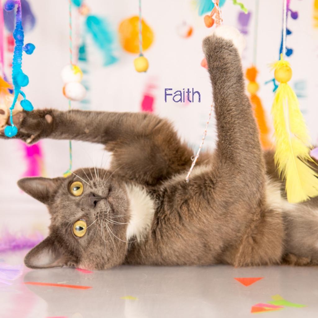 Faith, Adoptable, Adult Female Domestic Short Hair.