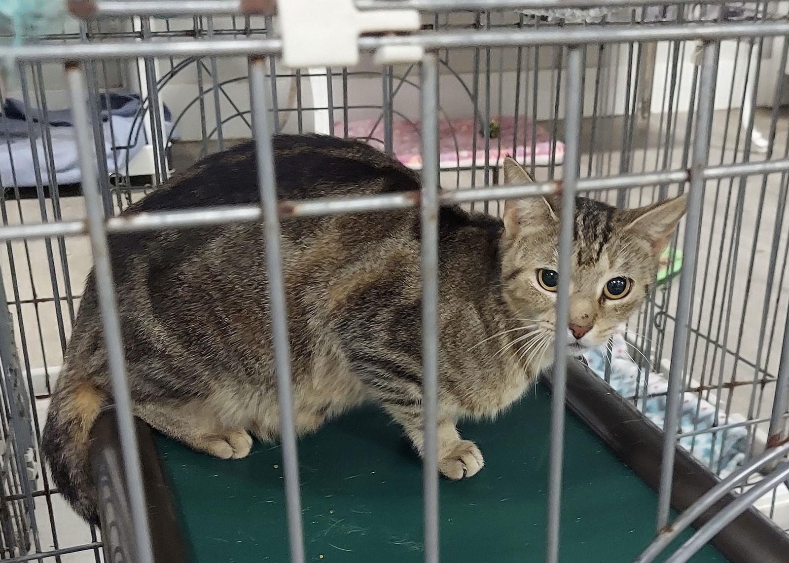 Enlarge Nascar, a Adoptable American Shorthair in Naples, FL image 1/1
