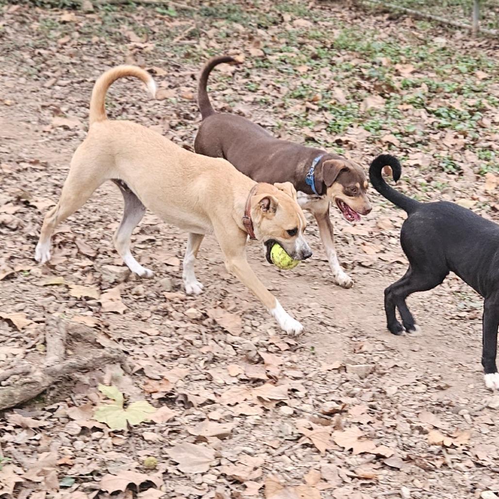 Enlarge Perry, a Adoptable mixed breed in Springfield, MO image 1/6