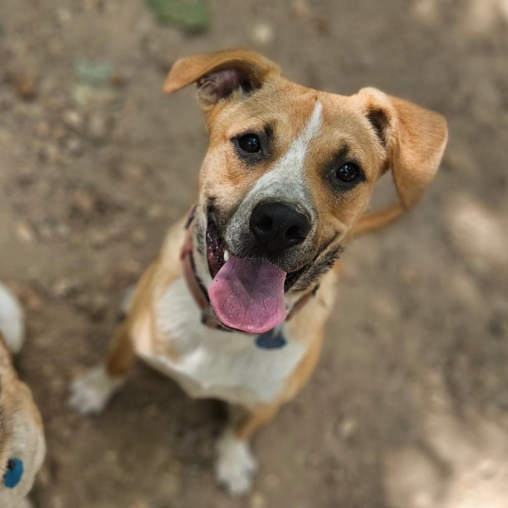 Enlarge Perry, a Adoptable mixed breed in Springfield, MO image 2/6