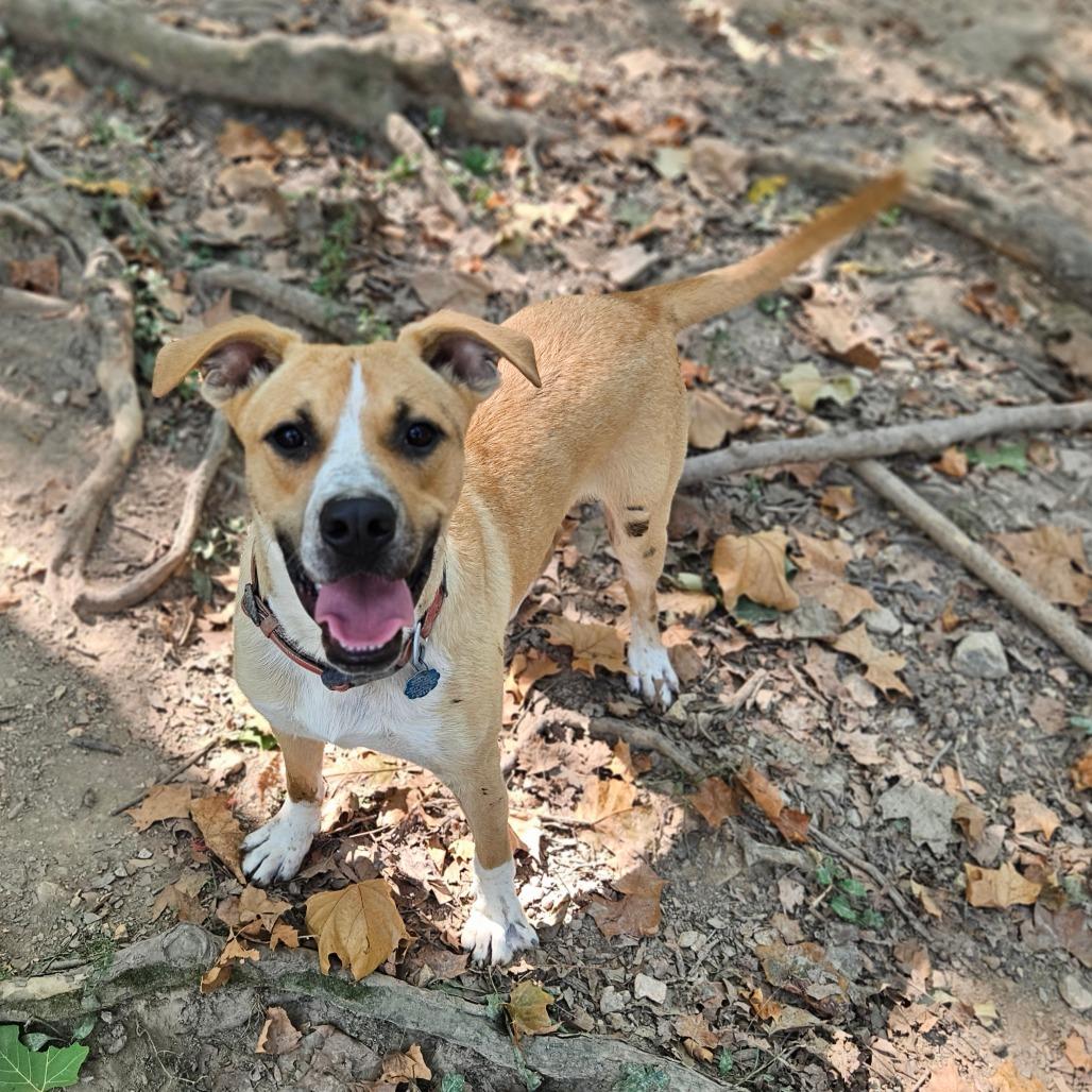 Enlarge Perry, a Adoptable mixed breed in Springfield, MO image 3/6
