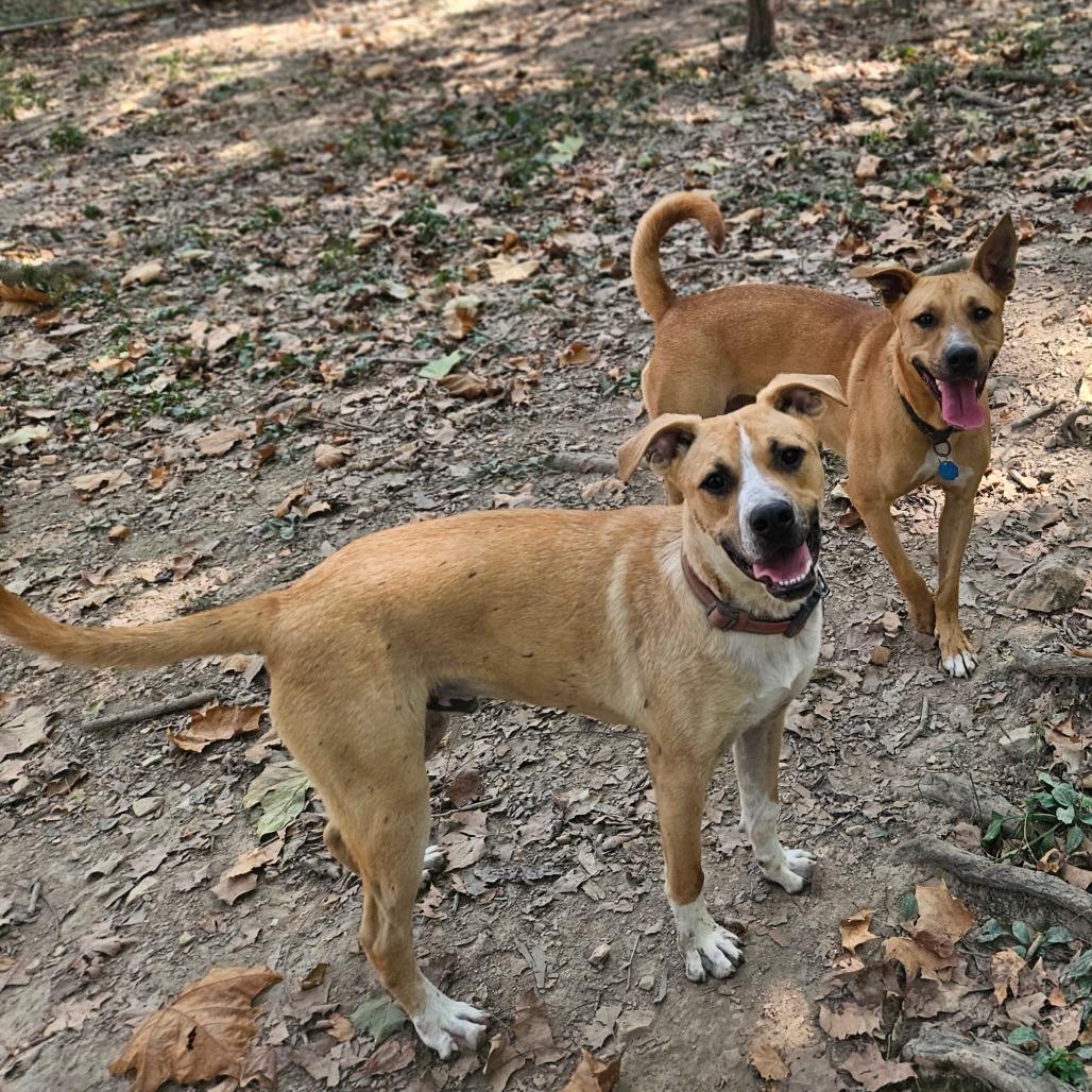 Enlarge Perry, a Adoptable mixed breed in Springfield, MO image 4/6