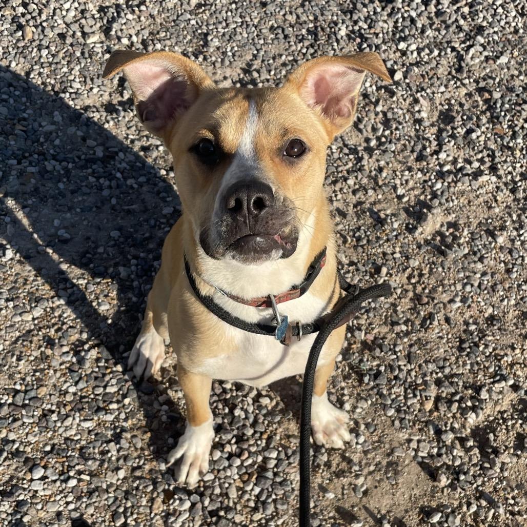 Enlarge Perry, a Adoptable mixed breed in Springfield, MO image 5/6