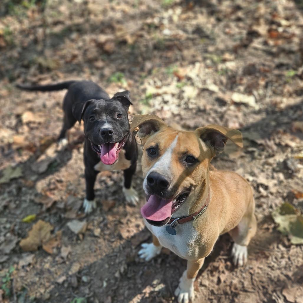 Enlarge Perry, a Adoptable mixed breed in Springfield, MO image 6/6