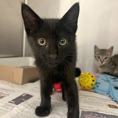 Captain Hook, Adoptable, Kitten Male Domestic Short Hair.