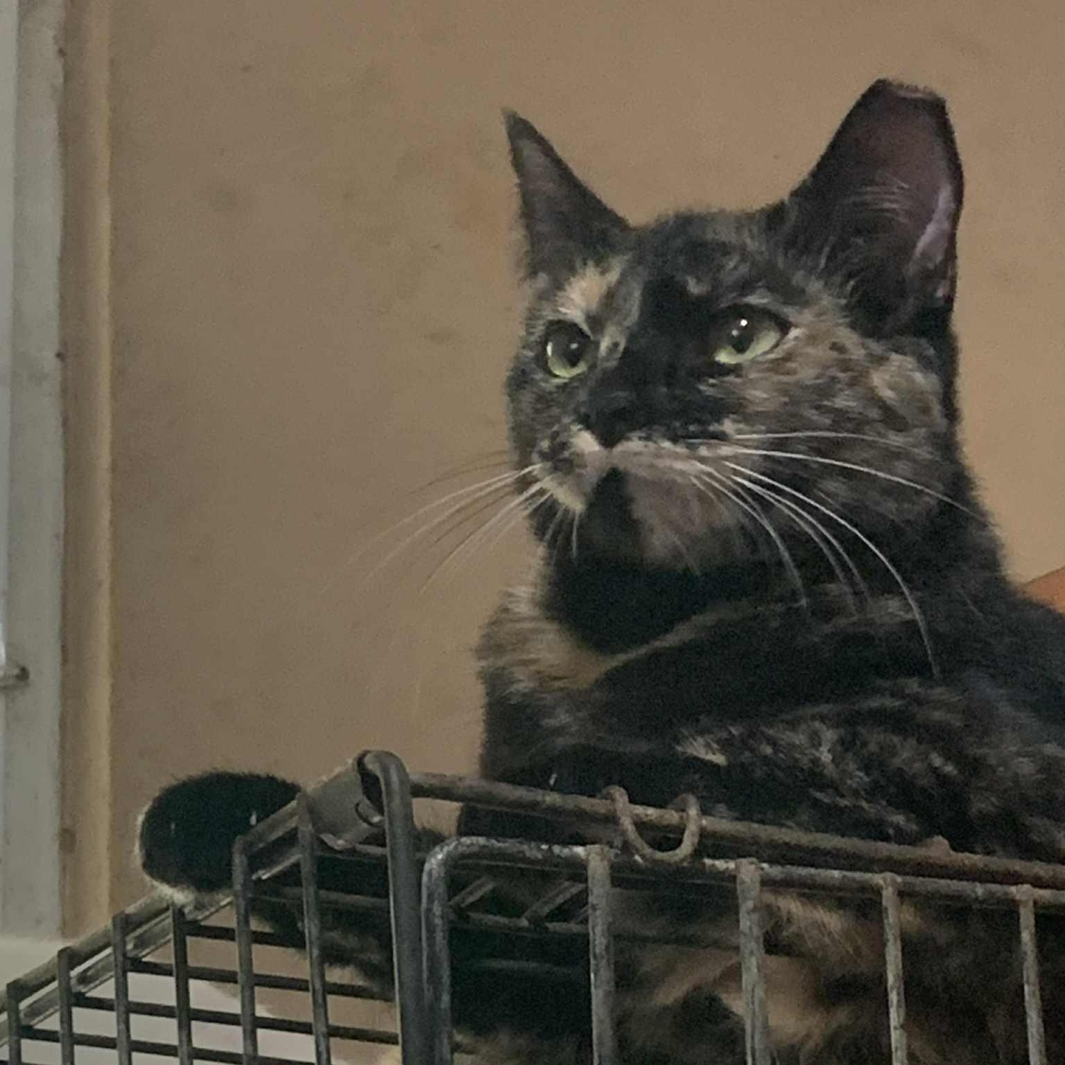 Moana, a Adoptable Tortoiseshell in Warren, NJ image 5/5