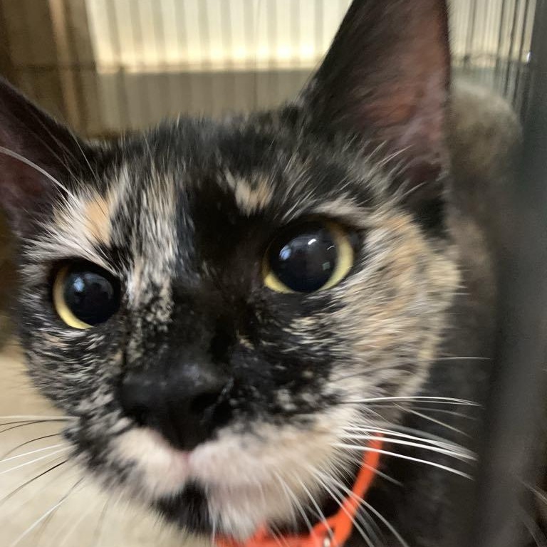 Moana, a Adoptable Tortoiseshell in Warren, NJ image 3/5