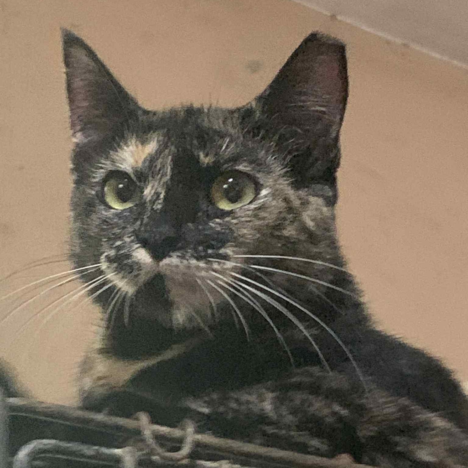 Moana, a Adoptable Tortoiseshell in Warren, NJ image 4/5