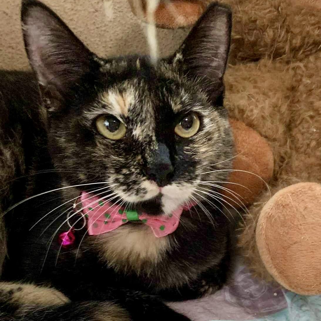 Moana, Baby Female Tortoiseshell