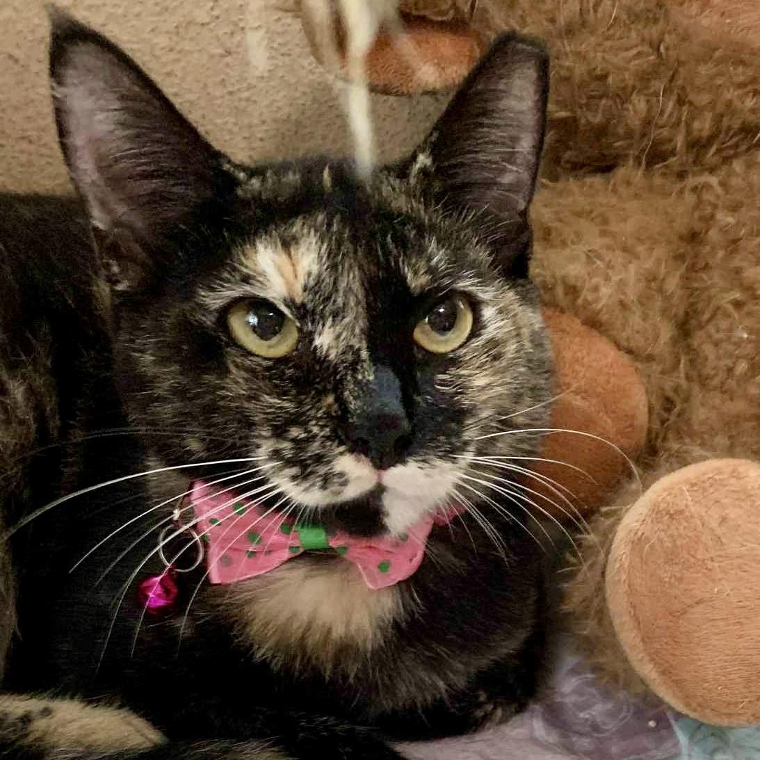 Moana, a Adoptable Tortoiseshell in Warren, NJ image 2/5