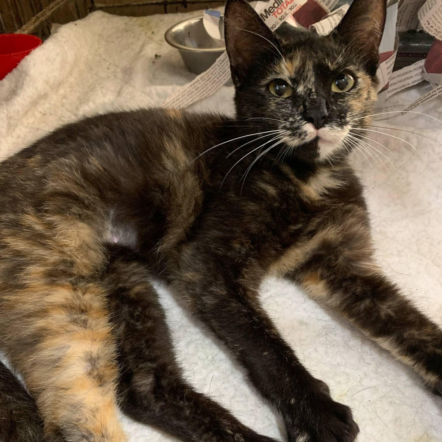 Moana, a Adoptable Tortoiseshell in Warren, NJ image 1/5