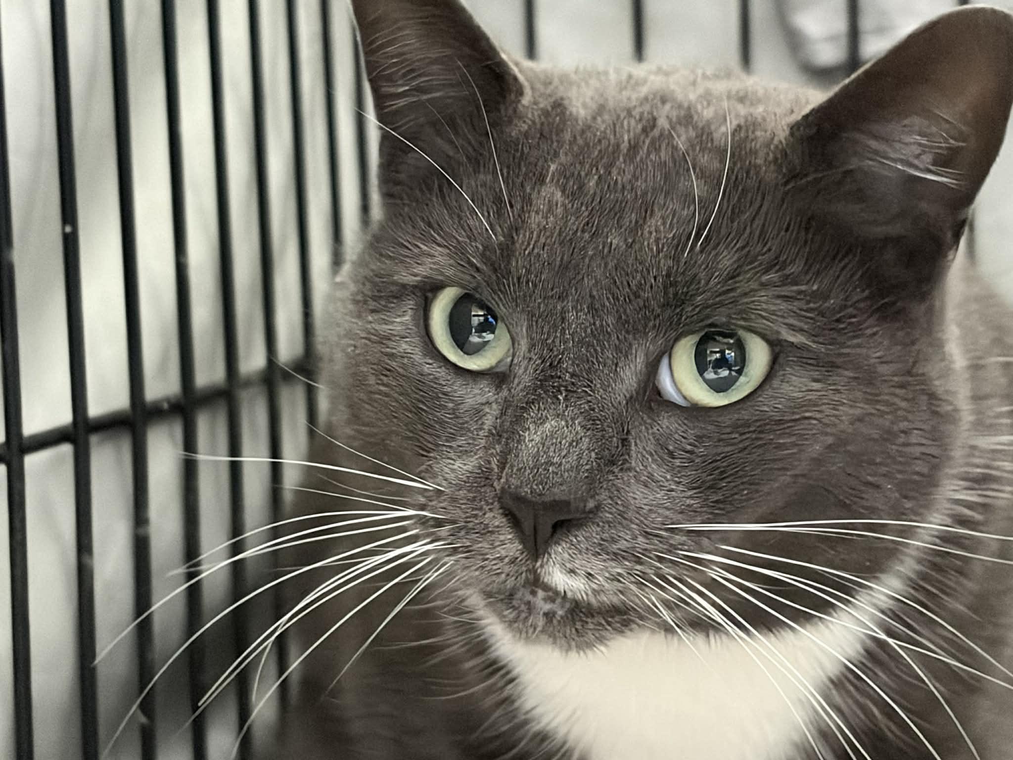 Enlarge Aget, a ADOPTABLE Domestic Short Hair in Westfield, MA image 1/1