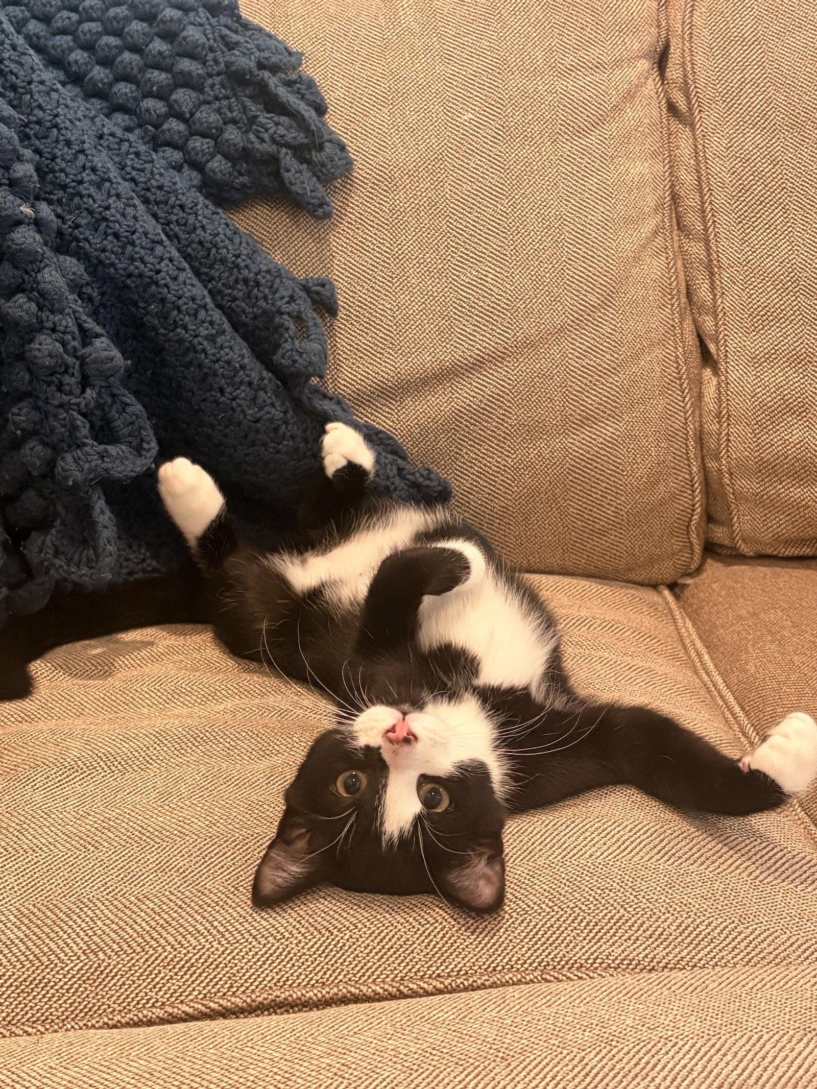 Bud, Adoptable, Kitten Male Domestic Short Hair.