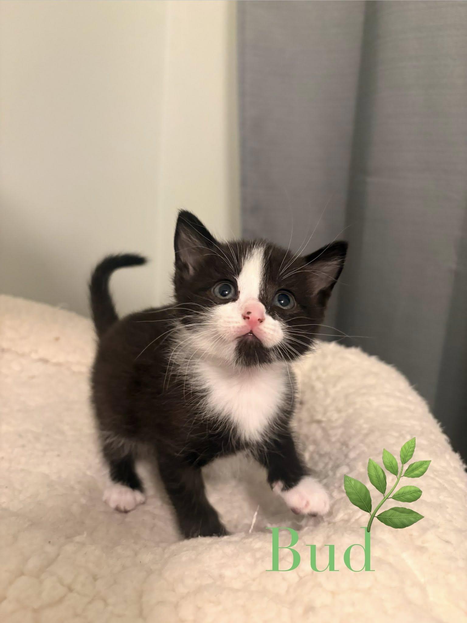 Enlarge Bud, a Adoptable Domestic Short Hair in Lake Saint Louis, MO image 2/2