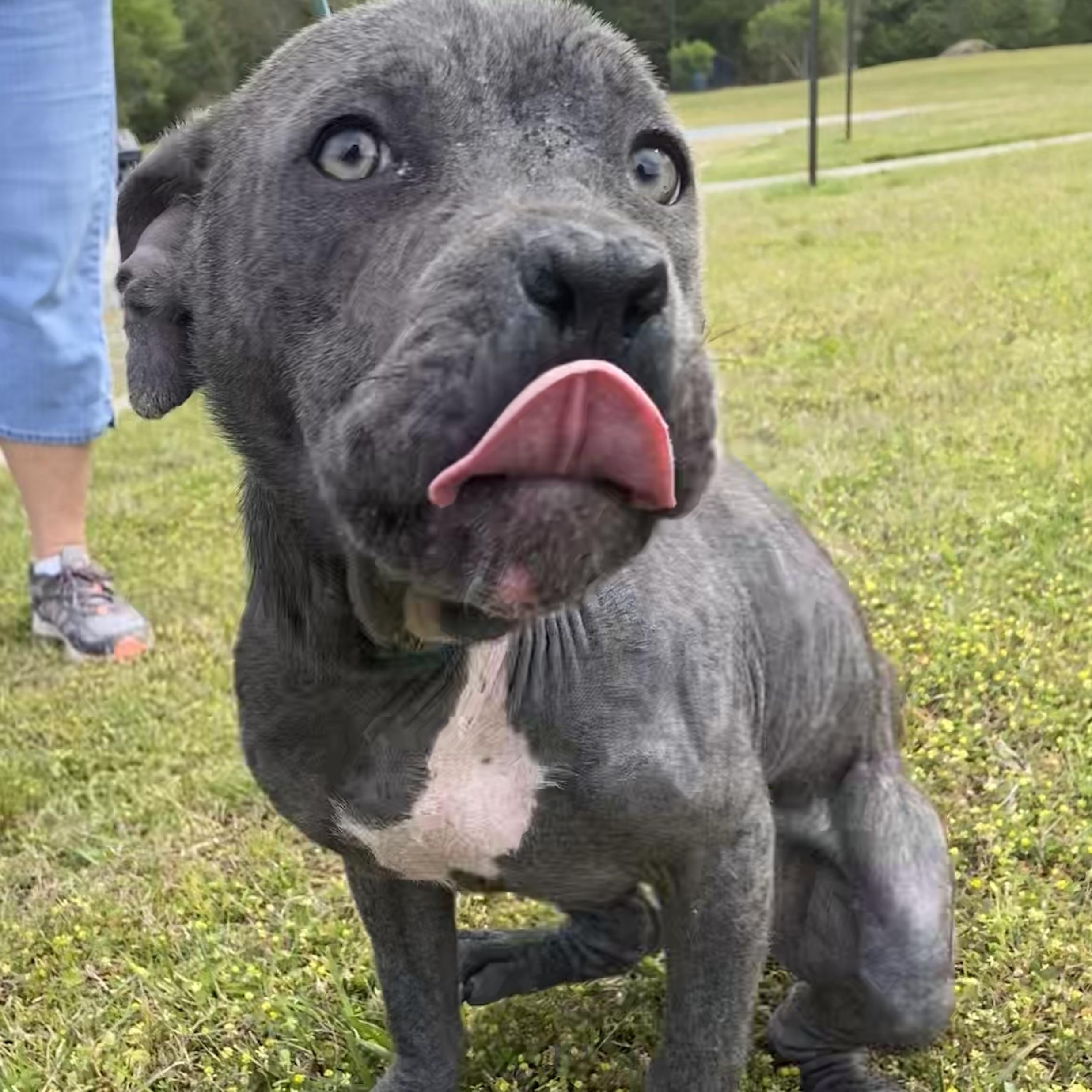 Ladybug, a Adoptable mixed breed in Winnabow, NC image 1/2