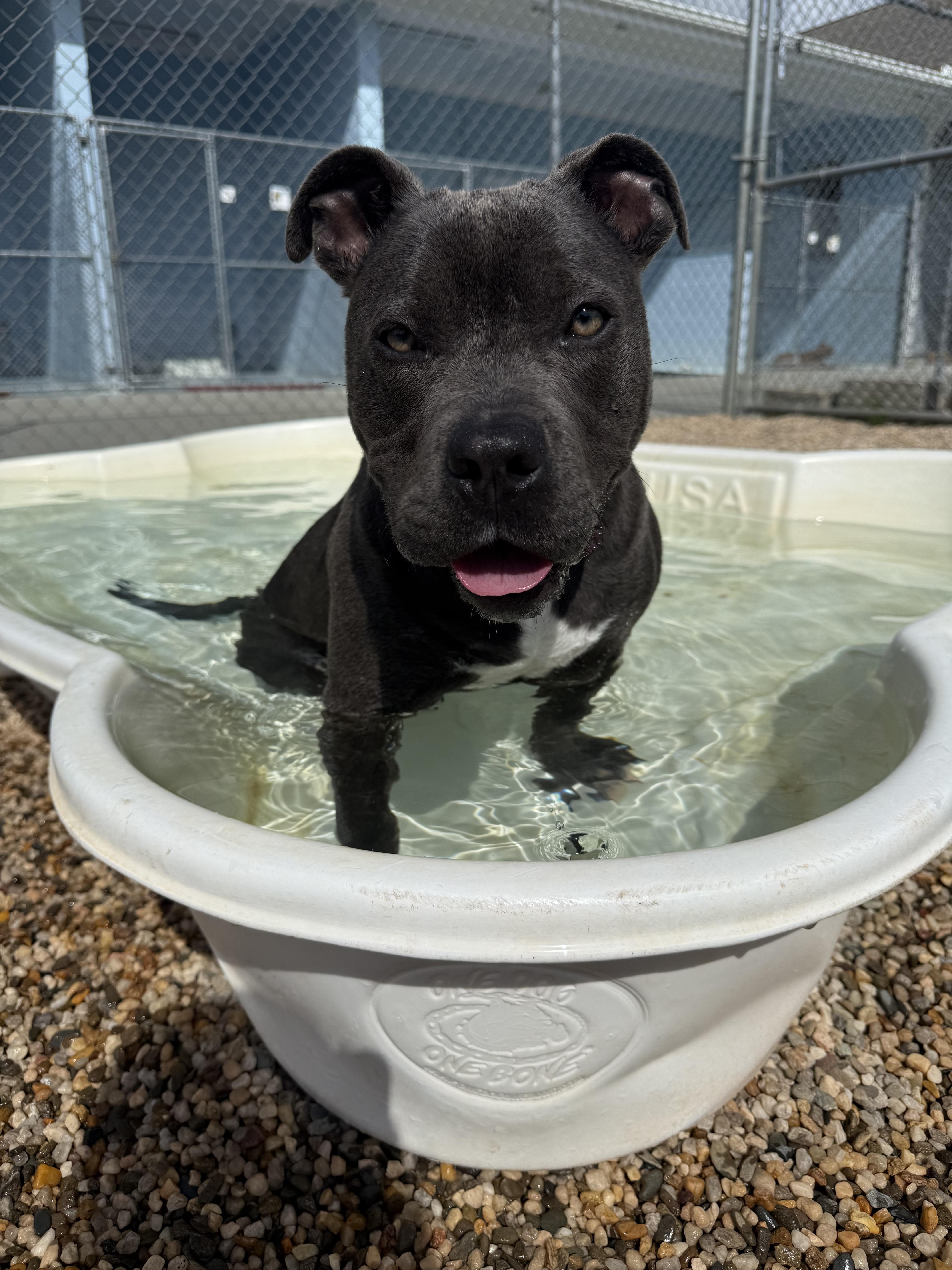 Ladybug, a Adoptable mixed breed in Winnabow, NC image 2/2