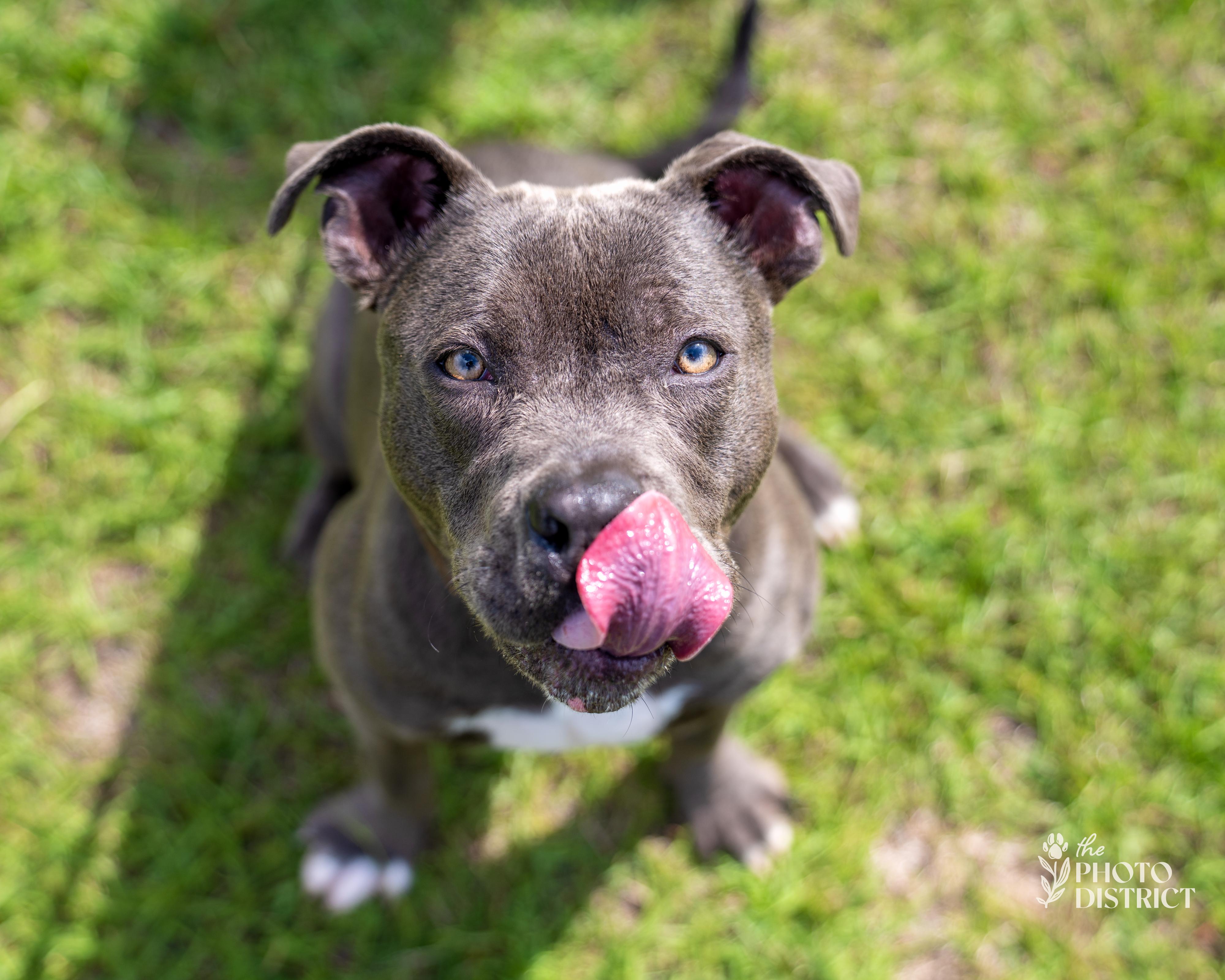 Ladybug, a Adoptable mixed breed in Winnabow, NC image 3/5