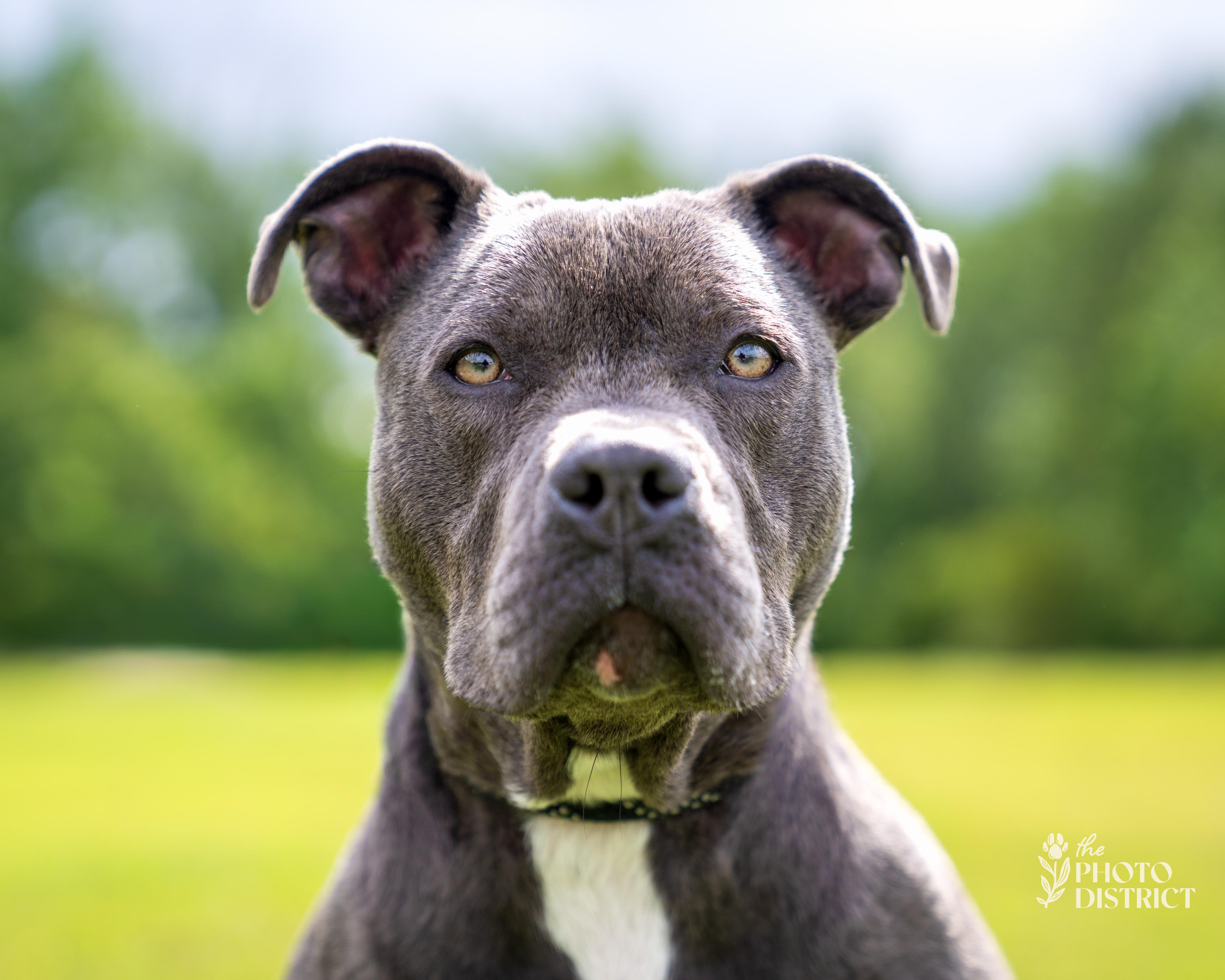 Ladybug, a Adoptable mixed breed in Winnabow, NC image 4/5