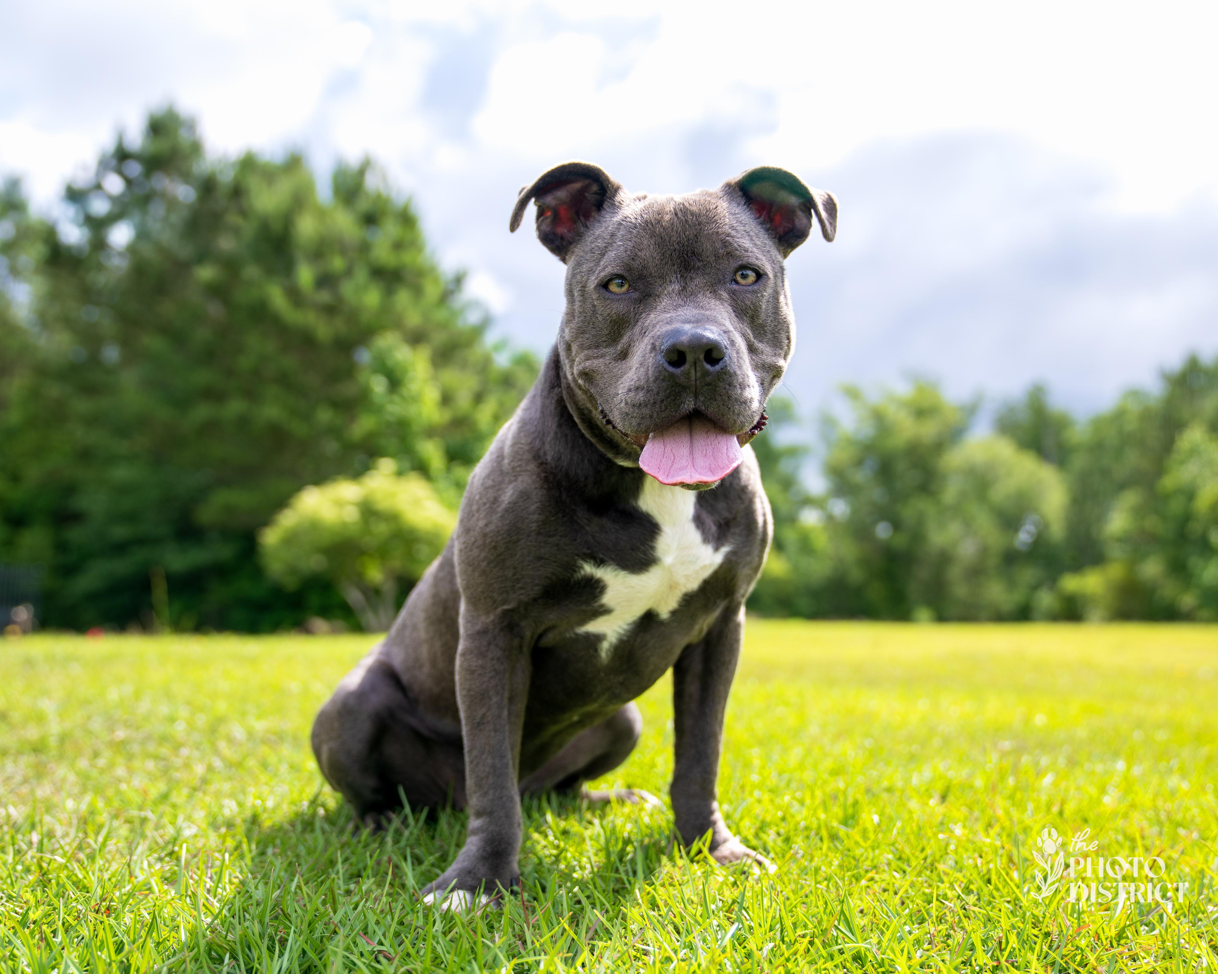 Ladybug, a Adoptable mixed breed in Winnabow, NC image 5/5