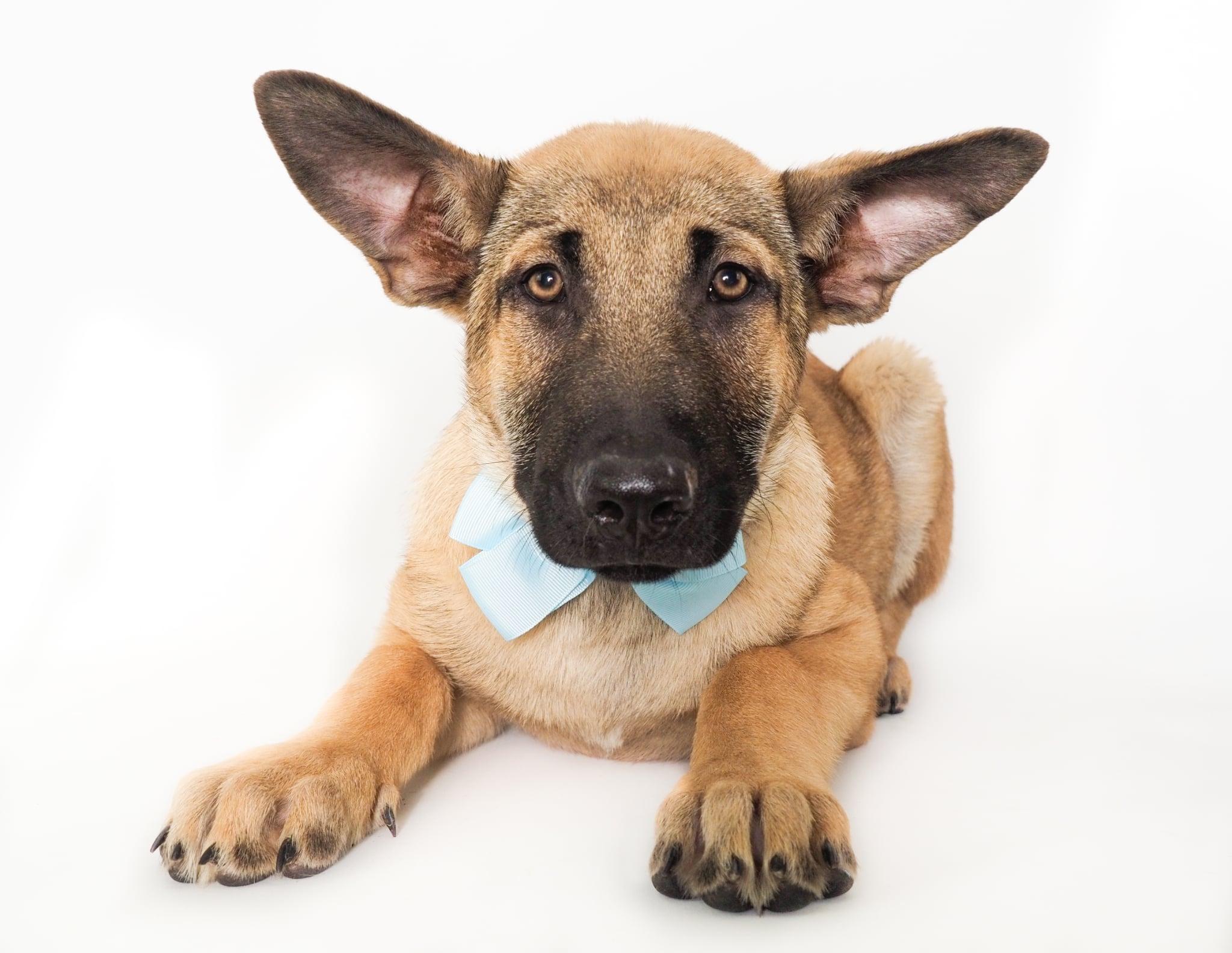 Enlarge Yogi, a ADOPTABLE mixed breed in PHOENIX, AZ image 1/5