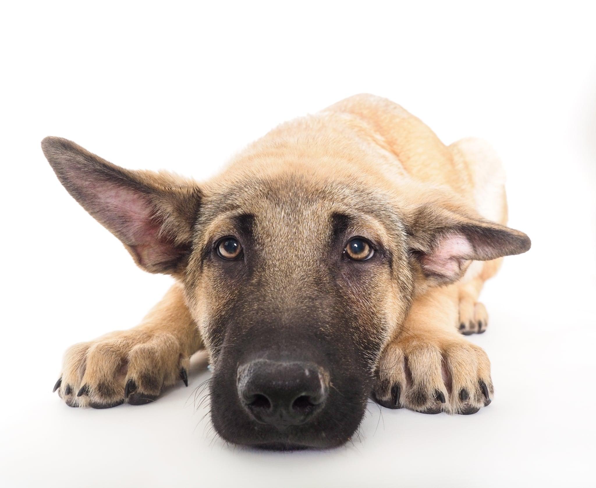 Enlarge Yogi, a ADOPTABLE mixed breed in PHOENIX, AZ image 3/5