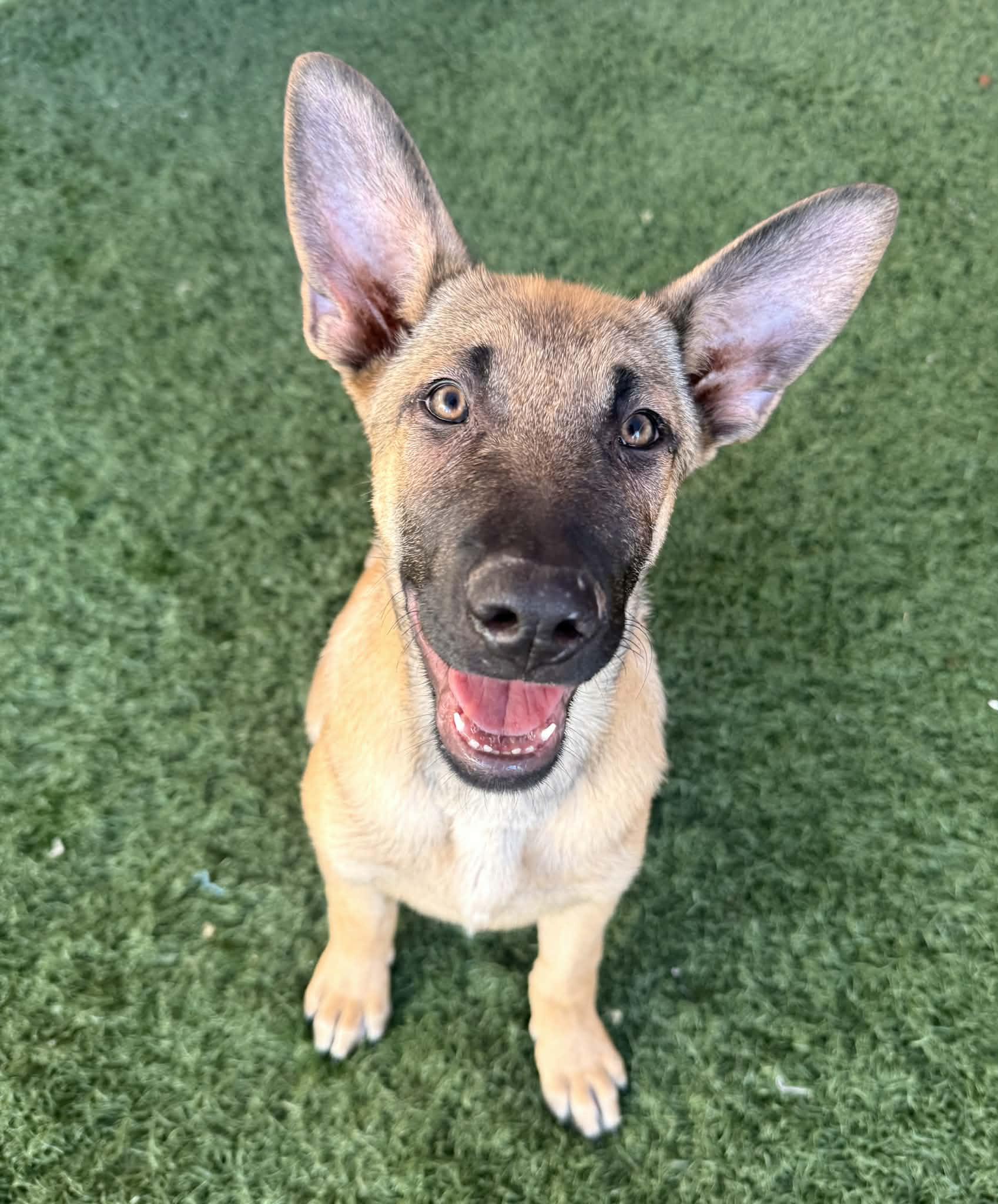 Enlarge Yogi, a ADOPTABLE mixed breed in PHOENIX, AZ image 2/5