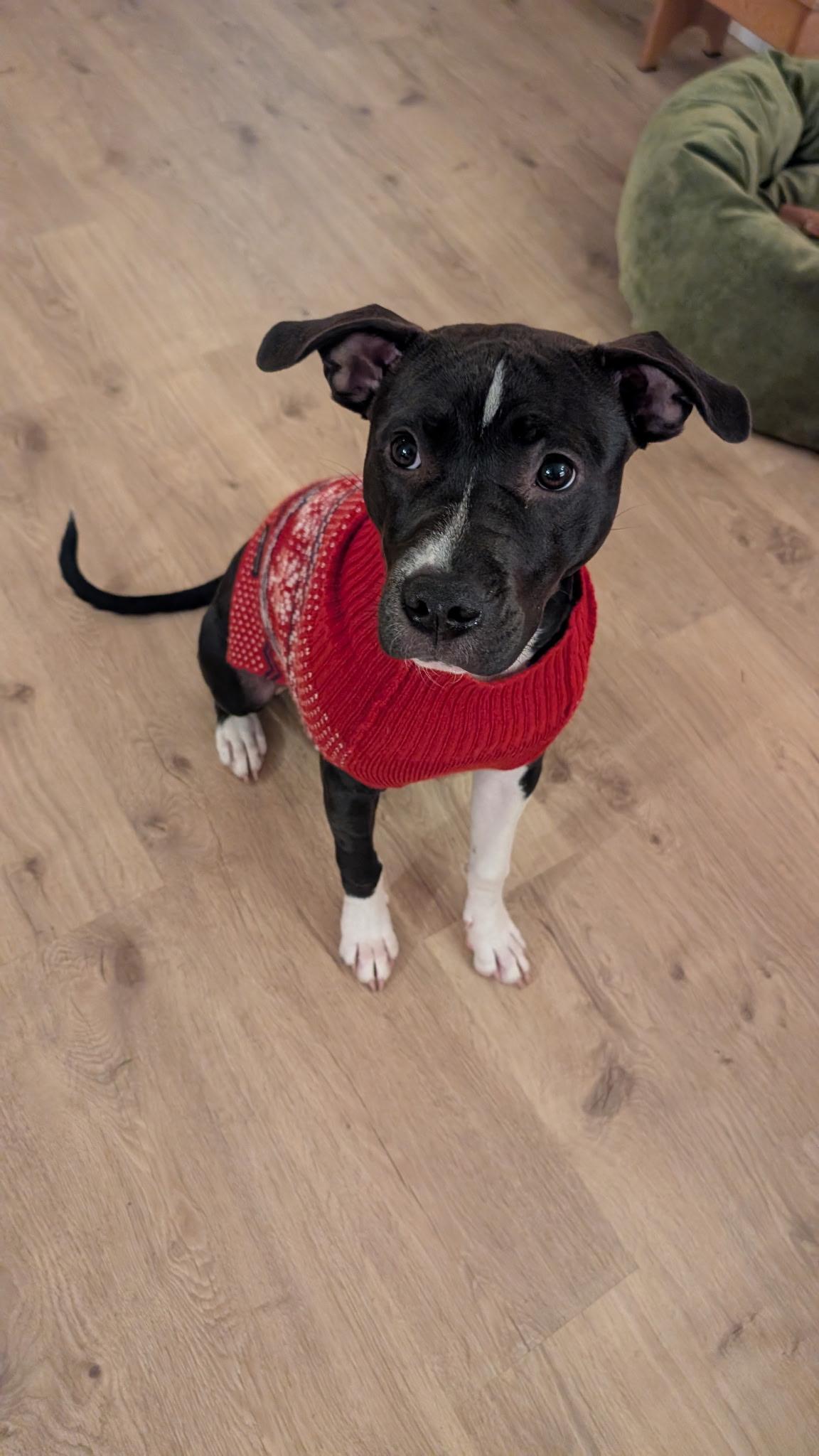 Enlarge Pepper, an adoptable mixed breed in Eugene, OR image 5/6