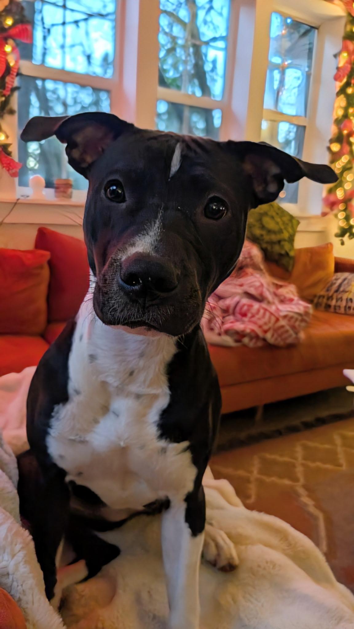 Enlarge Pepper, an adoptable mixed breed in Eugene, OR image 1/6