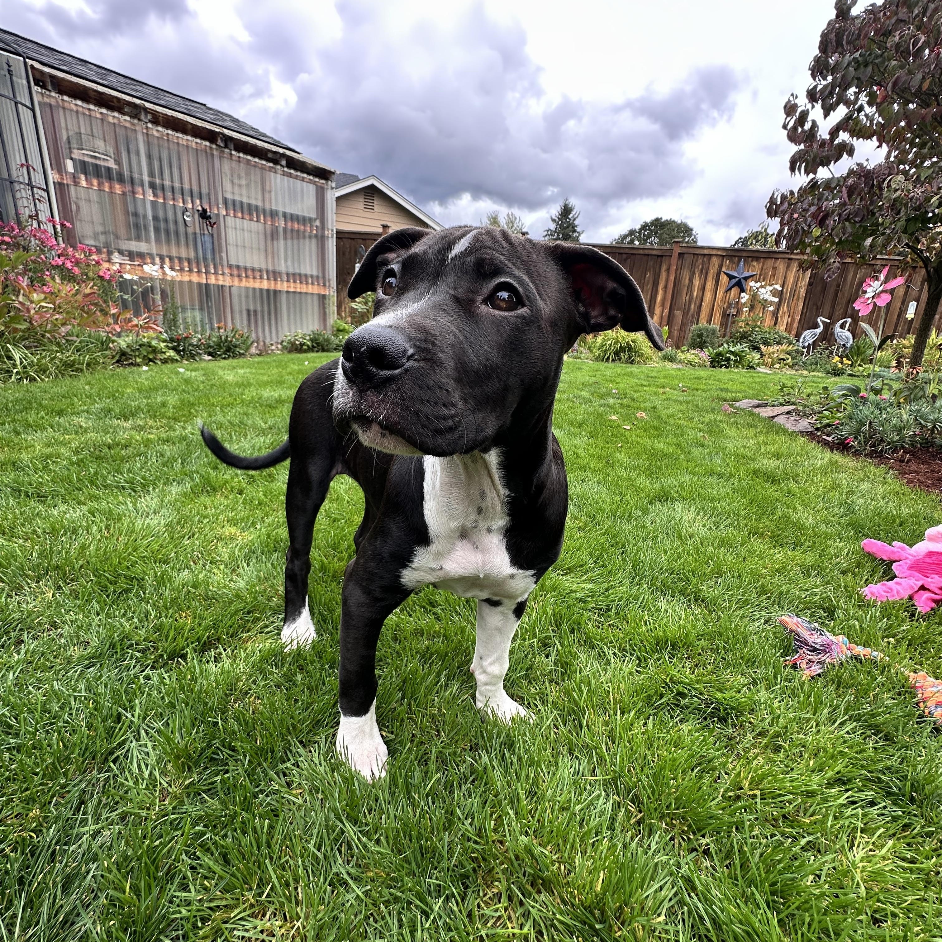 Enlarge Pepper, an adoptable mixed breed in Eugene, OR image 2/6