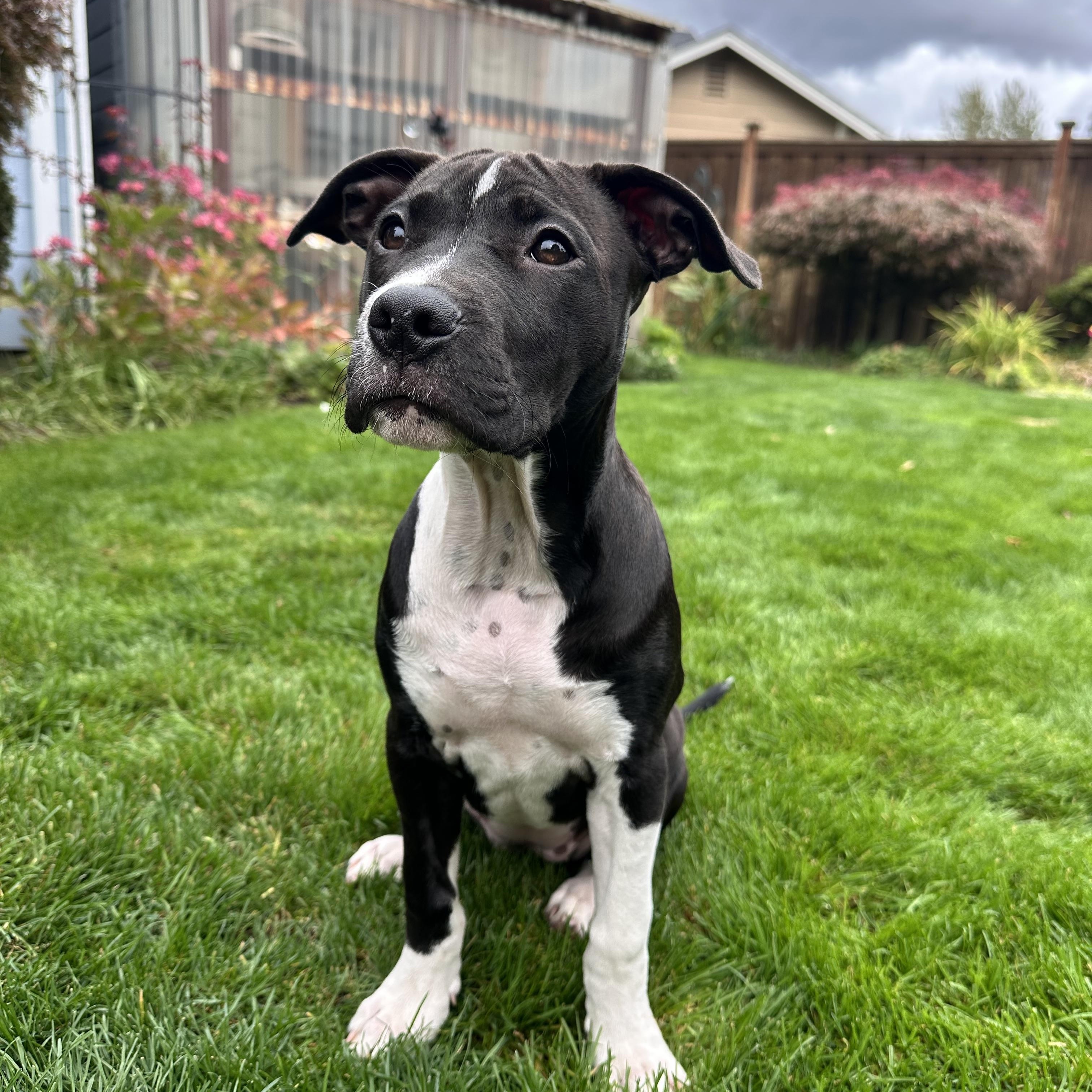 Enlarge Pepper, an adoptable mixed breed in Eugene, OR image 3/6