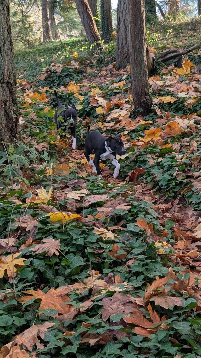 Enlarge Pepper, an adoptable mixed breed in Eugene, OR image 6/6