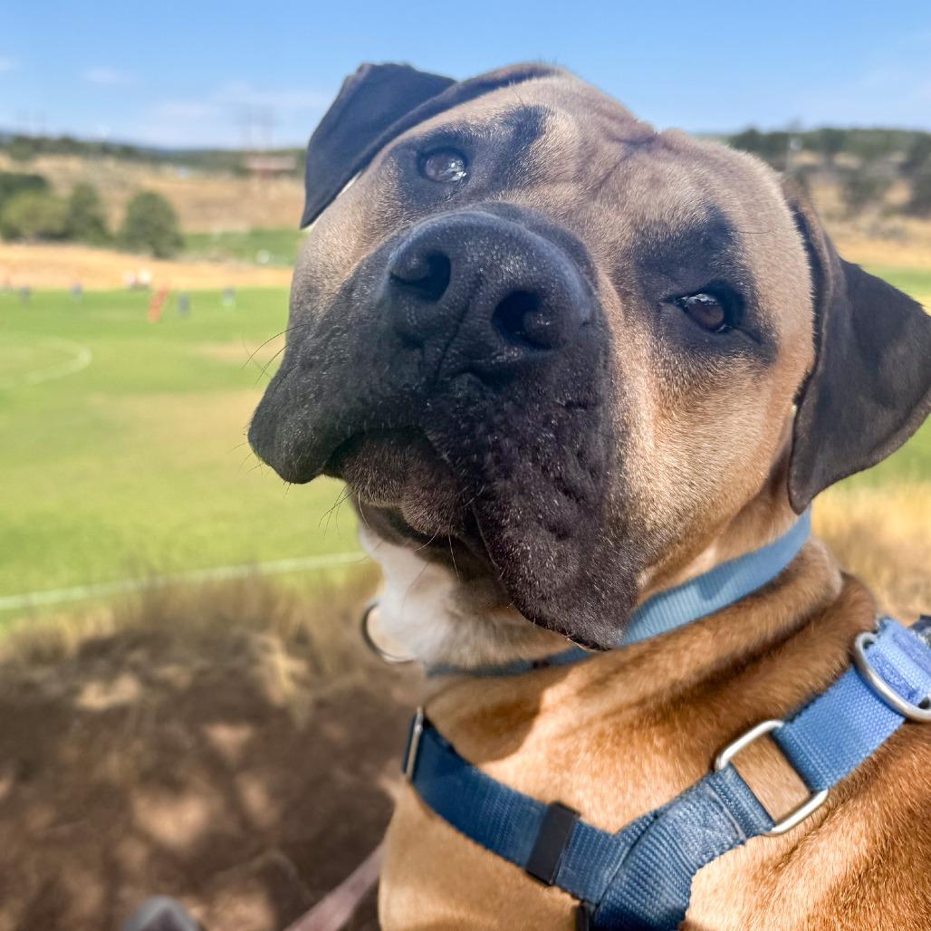 Toby, Adoptable, Adult Male Bullmastiff & Boxer.