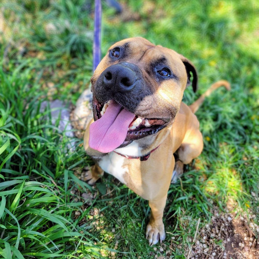 Toby, a Adoptable mixed breed in Glenwood Springs, CO image 2/6