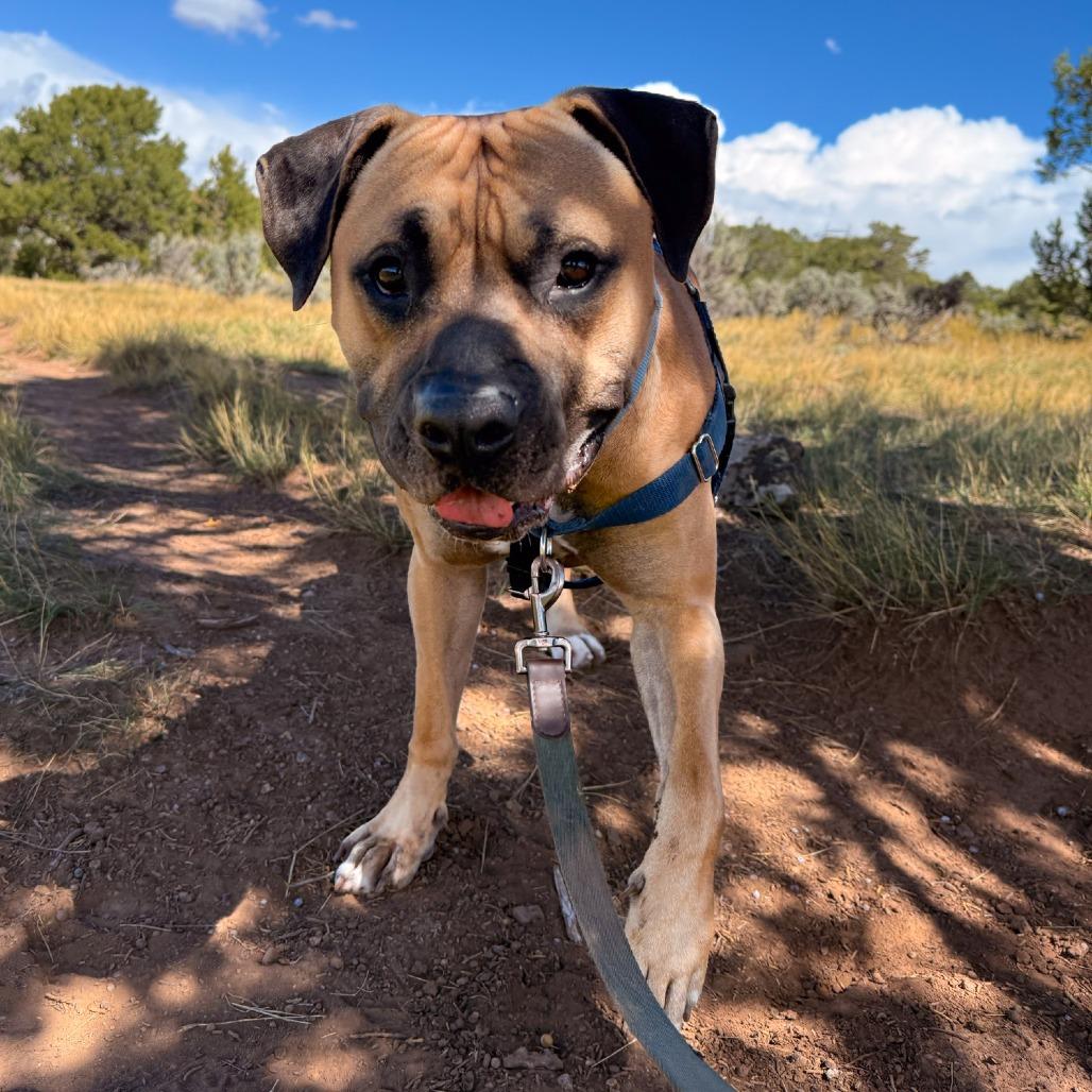 Toby, a Adoptable mixed breed in Glenwood Springs, CO image 3/6