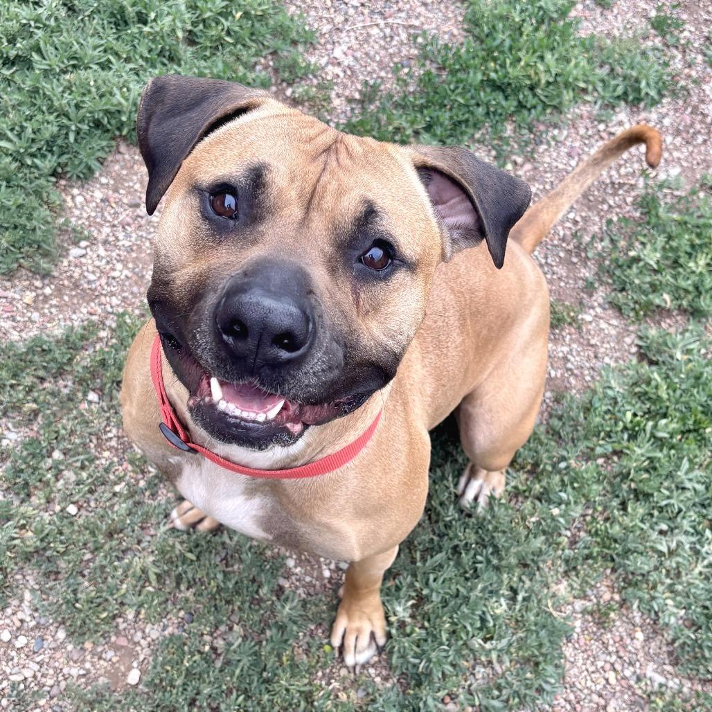 Toby, a Adoptable mixed breed in Glenwood Springs, CO image 4/6