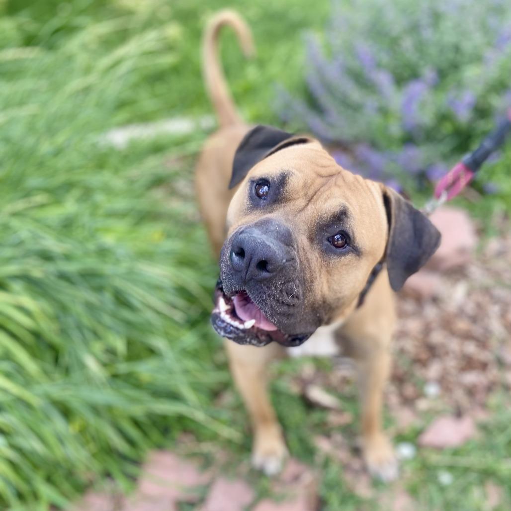 Toby, a Adoptable mixed breed in Glenwood Springs, CO image 5/6
