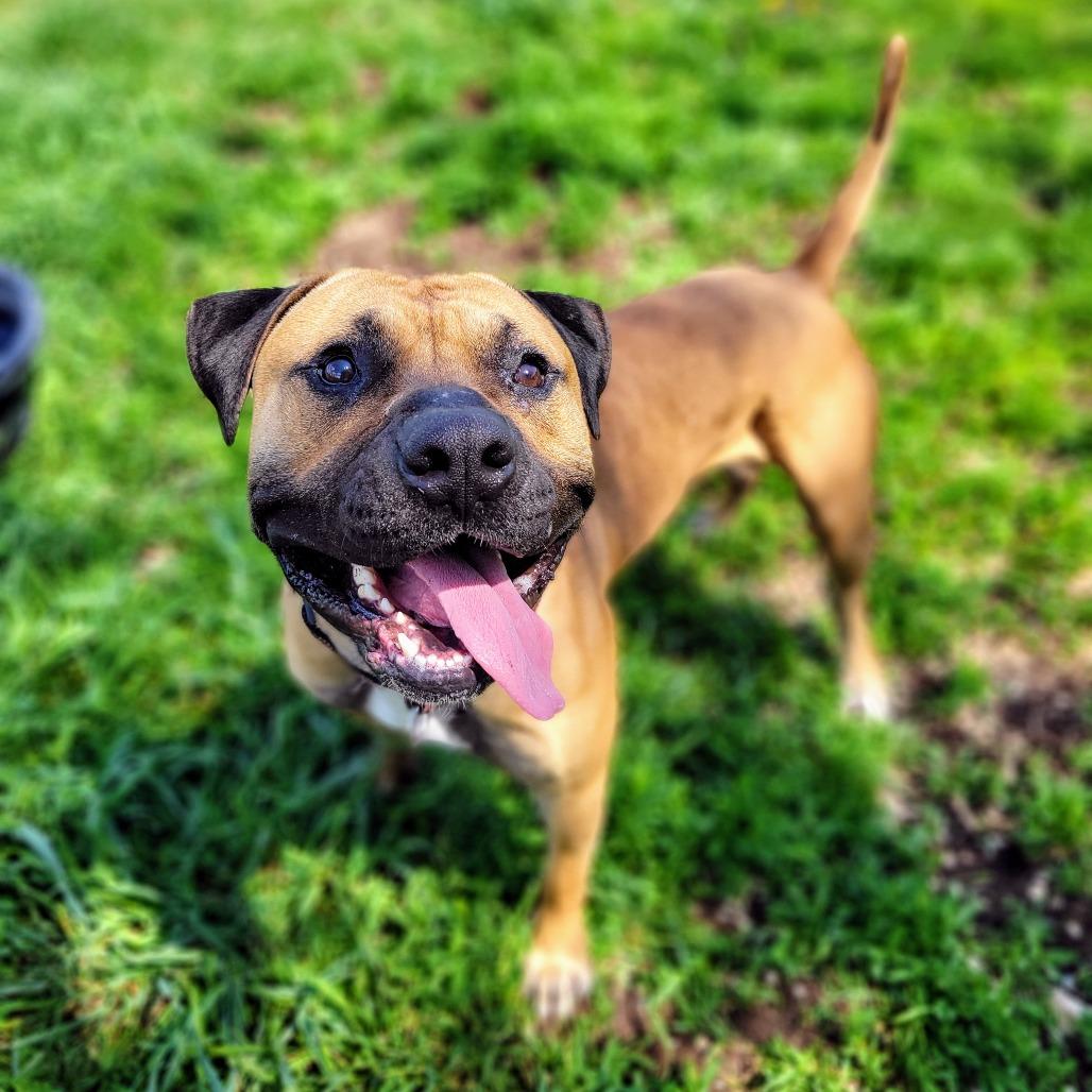 Toby, a Adoptable mixed breed in Glenwood Springs, CO image 6/6